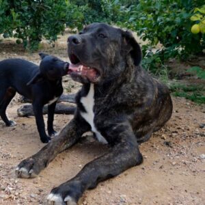 Cani di grossa taglia pericolosi obblighi del padrone