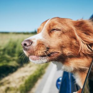 Trasporto cani in auto