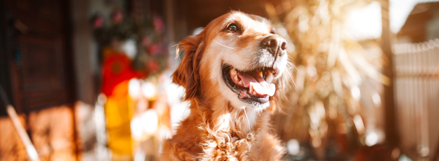 Pet food (cibo per cani), ma di cosa è fatto?? - Centro Cinofilo Bergamo